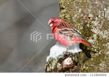 A beautiful wine red and white winter bird from the north that can be seen on snowy mountains in winter. 112868008