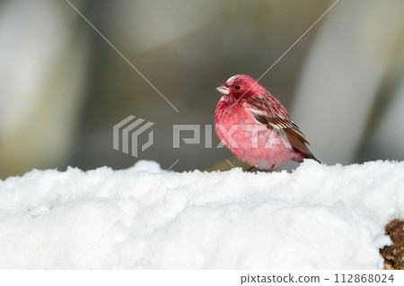 一種美麗的酒紅色和白色的冬季鳥，來自北方，在冬天的雪山上可以看到。 112868024