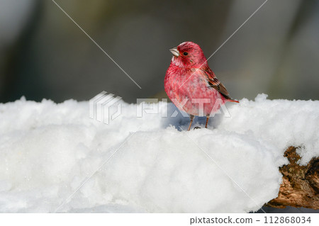 A beautiful wine red and white winter bird from the north that can be seen on snowy mountains in winter. 112868034
