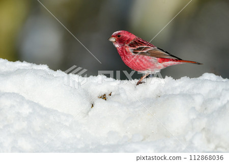 A beautiful wine red and white winter bird from the north that can be seen on snowy mountains in winter. 112868036