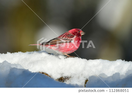 A beautiful wine red and white winter bird from the north that can be seen on snowy mountains in winter. A beautiful wine red and white winter bird from the north that can be seen on snowy mountains in winter. 112868051