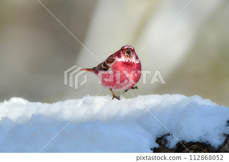 A beautiful wine red and white winter bird from the north that can be seen on snowy mountains in winter. A beautiful wine red and white winter bird from the north that can be seen on snowy mountains in winter. 112868052