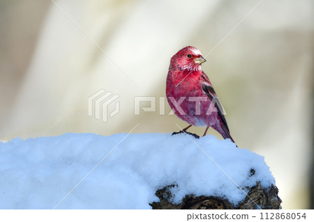 A beautiful wine red and white winter bird from the north that can be seen on snowy mountains in winter. 112868054