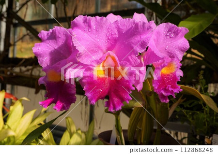 Cattleya Cattleya Cattleya Cattleya 112868248