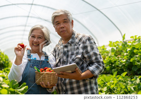 Happy cute couple Asian couple senior farmer working on an organic strawberry farm and harvest picking strawberries. Farm organic fresh harvested strawberry and Agriculture industry. 112868253
