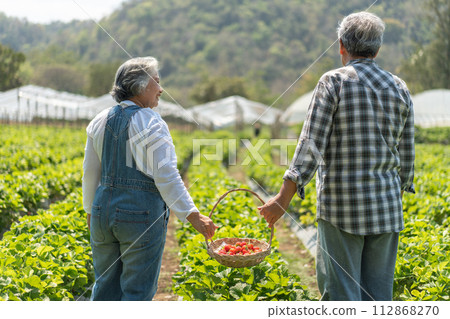 Happy cute couple Asian couple senior farmer working on an organic strawberry farm and harvest picking strawberries. Farm organic fresh harvested strawberry and Agriculture industry. 112868270