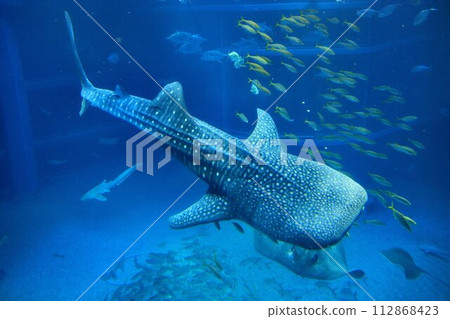 所有魚類中最大的現存物種…鯨鯊 112868423