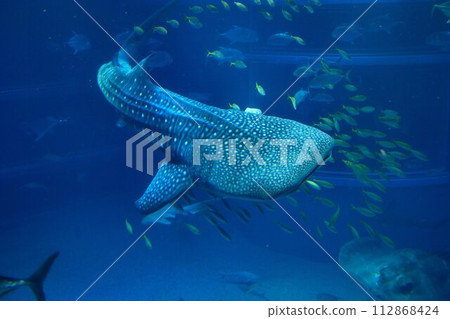 The largest living species of all fish...the whale shark 112868424