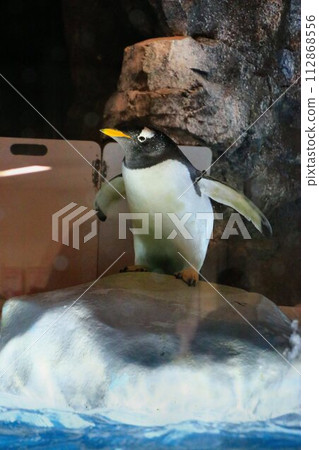 Their adorable appearance makes them popular at aquariums... Rockhopper penguins Their adorable appearance makes them popular at aquariums... Rockhopper penguins 112868556
