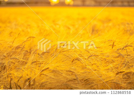 Wheat field shining golden color Wheat field shining golden color 112868558