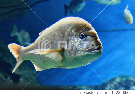 游泳的樣子威風凜凜…紅鯛魚 游泳的樣子威風凜凜…紅鯛魚 112868663