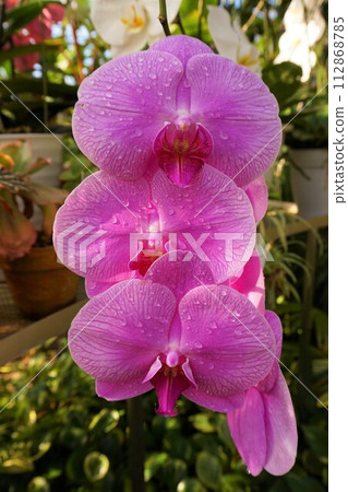 蝴蝶蘭 蝴蝶蘭 蝴蝶蘭 蝴蝶蘭 112868785