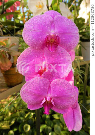 Phalaenopsis Phalaenopsis Phalaenopsis Phalaenopsis 112868786