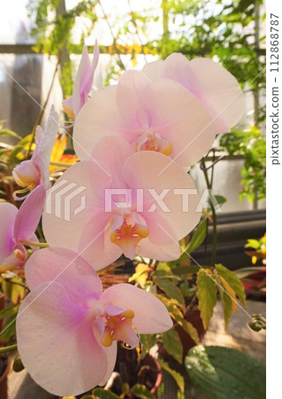 Phalaenopsis Phalaenopsis Phalaenopsis Phalaenopsis 112868787