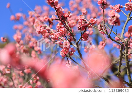 Ritsurin Park in the first day of spring (mid-February, plum blossoms) 112869083