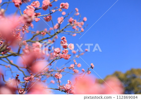 Ritsurin Park in the first day of spring (mid-February, plum blossoms) 112869084