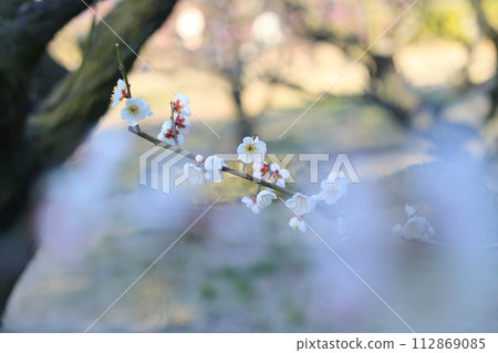 立春的栗林公園(2月中旬,梅花盛開) 立春的栗林公園(2月中旬,梅花盛開) 112869085