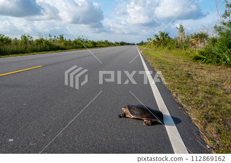 Florida Softshell Turtle crossing Main Park Road in Everglades National Park. 112869162