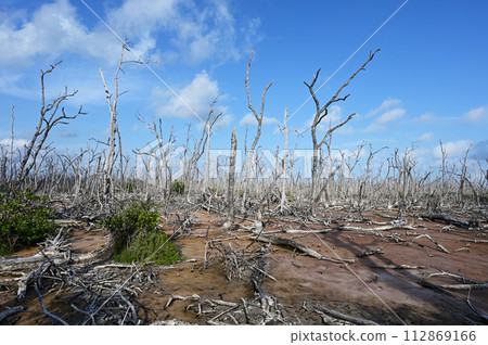 Dead mangrove trees in Everglades National Park, Florida. 112869166