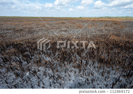 Burned sawgrass prairie in Everglades National Park, Florida. 112869172