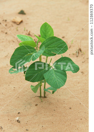 Fresh green leaves Brazil Fresh green leaves Brazil 112869370