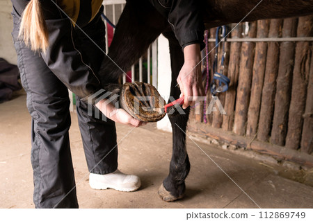Person cleaning horse's hooves in stable Person cleaning horse's hooves in stable 112869749