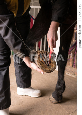 Person cleaning horse's hooves in stable Person cleaning horse's hooves in stable 112869750
