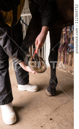 Person cleaning horse's hooves in stable Person cleaning horse's hooves in stable 112869752