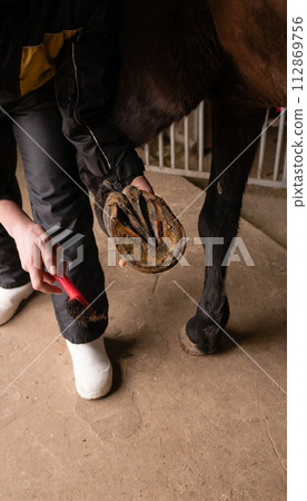 Person cleaning horse's hooves in stable Person cleaning horse's hooves in stable 112869756