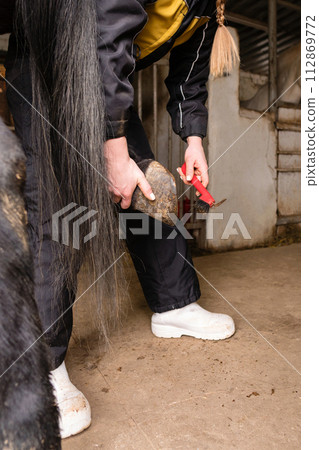 Person cleaning horse's hooves in stable Person cleaning horse's hooves in stable 112869772