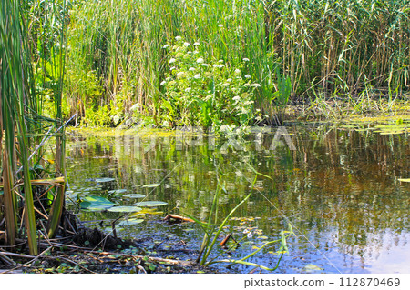 Aquatic plants in a swamp Aquatic plants in a swamp 112870469