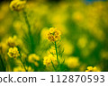 黃色油菜花 黃色油菜花 112870593
