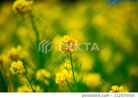 黃色油菜花 黃色油菜花 112870593