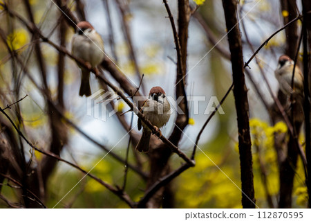 鈴木棲息在樹枝上 鈴木棲息在樹枝上 112870595