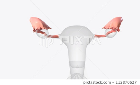 The fallopian tubes are bilateral conduits between the ovaries and the uterus in the female pelvis The fallopian tubes are bilateral conduits between the ovaries and the uterus in the female pelvis 112870627