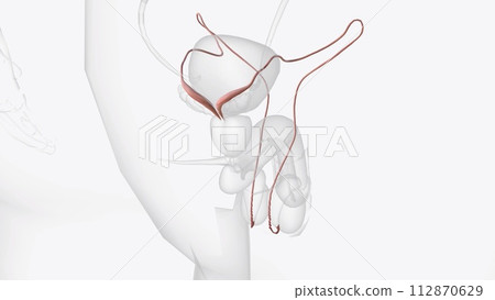 The ductus deferens, or vas deferens, is a fibromuscular tube that is continuation of the epididymis and is an excretory duct of the testis 112870629