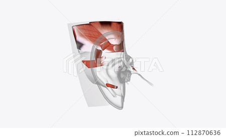 Ear Coronal Cross Section of Muscular system Ear Coronal Cross Section of Muscular system 112870636
