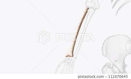 The radius is one of the two bones that make up the forearm The radius is one of the two bones that make up the forearm 112870645