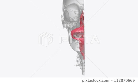 The oral mucosa is the mucous membrane lining the inside of the mouth The oral mucosa is the mucous membrane lining the inside of the mouth 112870669