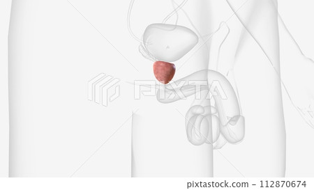 The prostate is a small gland that is involved in reproduction and makes some of the essential components in semen 112870674