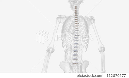 The intervertebral disc (IVD) is important in the normal functioning of the spine The intervertebral disc (IVD) is important in the normal functioning of the spine 112870677