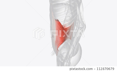 The transversus abdominis (TrA) muscle is the deepest of the 6 abdominal muscles The transversus abdominis (TrA) muscle is the deepest of the 6 abdominal muscles 112870679