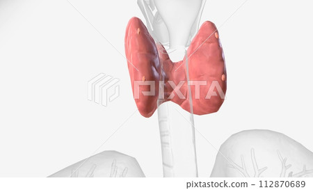 The parathyroid glands lie behind the thyroid The parathyroid glands lie behind the thyroid 112870689