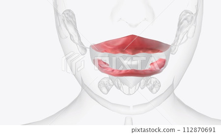 The gingiva (gums) are found in the oral cavity of humans surrounding part of their teeth The gingiva (gums) are found in the oral cavity of humans surrounding part of their teeth 112870691