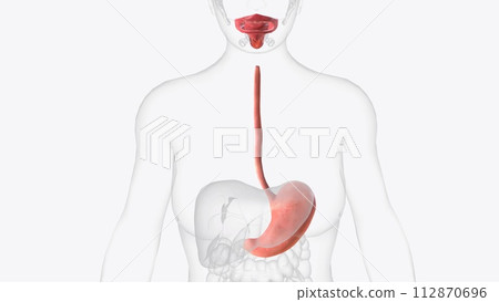 Upper gastrointestinal tract 3d medical 112870696