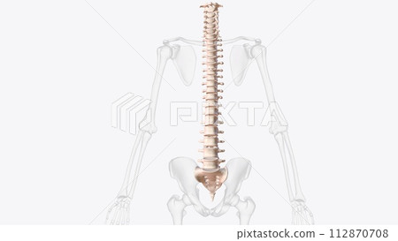 The vertebral column surrounds the spinal cord which travels within the spinal canal, The vertebral column surrounds the spinal cord which travels within the spinal canal, 112870708
