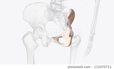 The hip bone is comprised of the three parts; the ilium, pubis and ischium 112870713