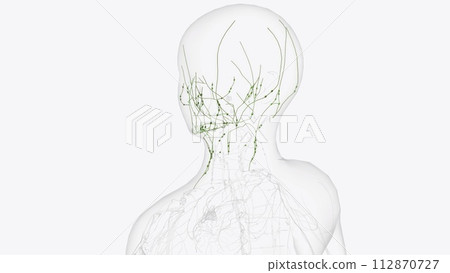 Superficial Iymphatics of head and neck Superficial Iymphatics of head and neck 112870727