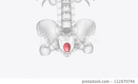 The urinary bladder is a hollow, spherical-shaped organ that holds urine The urinary bladder is a hollow, spherical-shaped organ that holds urine 112870748