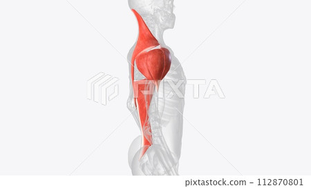 Superficial muscles of right shoulder Superficial muscles of right shoulder 112870801